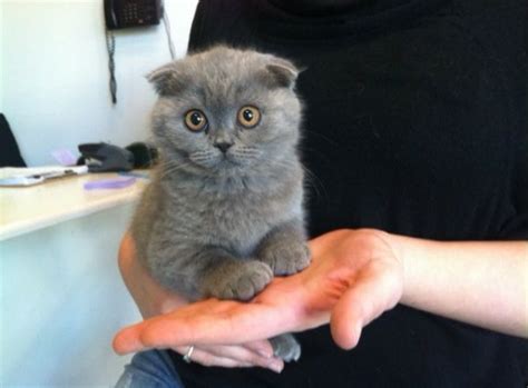 Munchkin cats & kittens in uk. Cute Scottish Fold kitten. | Scottish fold kittens ...