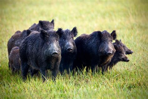 Types Of Wild Hogs