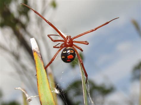 Red Widow Latrodectus Bishopi Arachnoboards