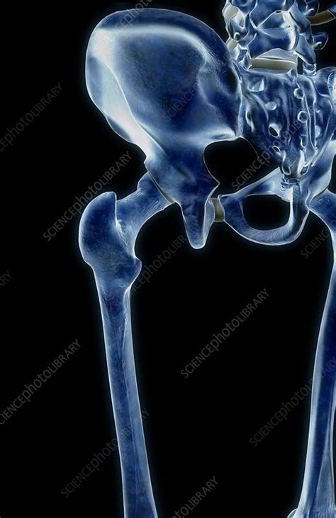 The Bones Of The Hip Stock Image C008 2915 Science Photo Library