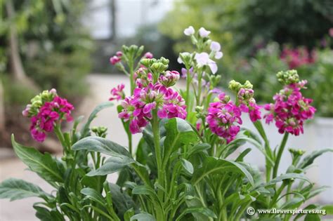 Background beautiful beauty fishmonk flora floral flower flowers hibiscus hot natural nature petal petals pink pretty red stamen tropic. Stock flower picture (39)