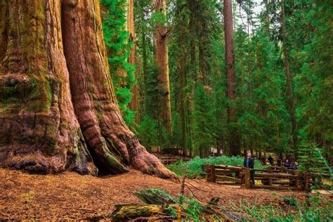 Check spelling or type a new query. California Redwood Forests: Where to See the Big Trees