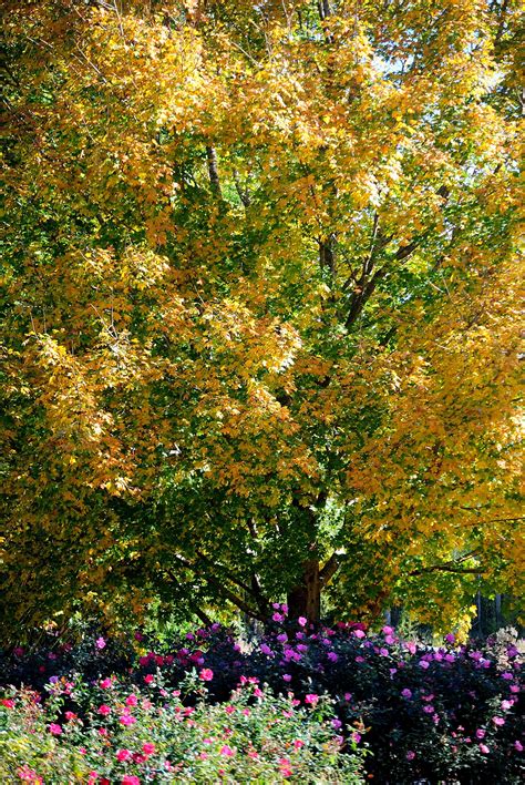 Maples And Roses Florida Maple Acer Floridanum Acer Barbatum Showing