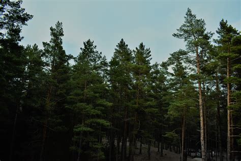 Green Pine Trees · Free Stock Photo