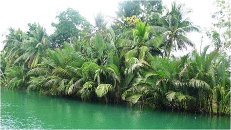 A palm tree of the species nypa fruticans. A sweet waterway to food and fuel security - Agroforestry ...