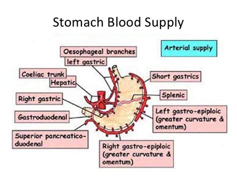 The venules conduct the blood into the veins, which transport it back to the heart through. Stomach artery - Homeopathy For All