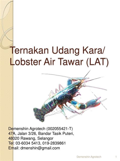 Bisnis lobster memiliki potensi yang luar biasa dan patut untuk terus dikembangkan. Cara ternak Udang kara lobster air tawar LAT di 017-2839861.