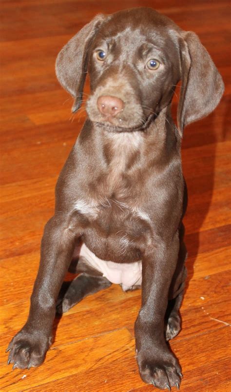 There are often many great german shorthaired pointers for adoption at local animal shelters or rescues. German Shorthaired Pointer Puppies For Sale | Lake Balboa ...