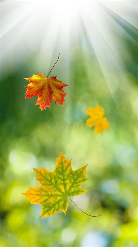 Falling Leaves In Autumn On A Blurred Green Background Stock Image