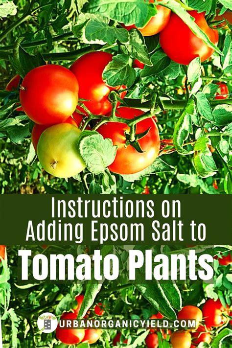 Using Epsom Salt On Tomato Plants Epsom Salt For Tomatoes Tomato