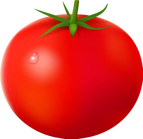 Tomatoes Vine Png