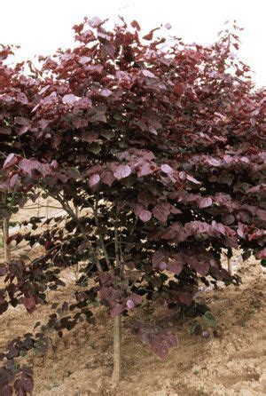 Redbuds, flowering pear trees, deciduous magnolias, dogwood trees and ornamental cherry trees are the earliest spring bloomers. Ornamental Trees Zone 5 45 Best Small …#ornamental #small ...