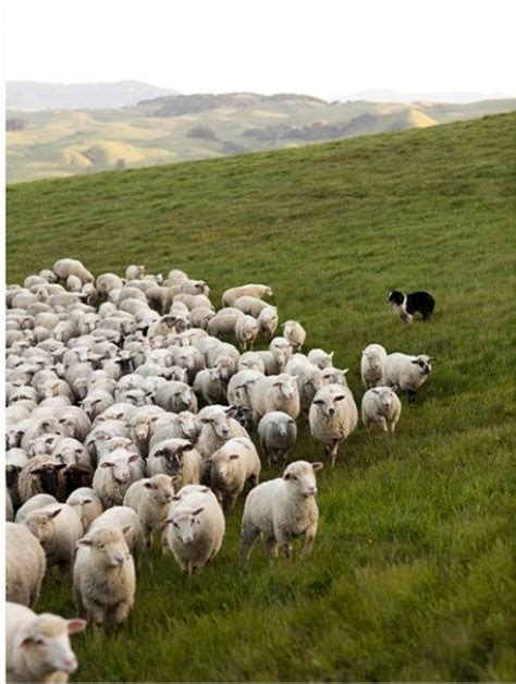 Must Be In Scotland Somewhere Anyone Herding Sheep Sheep Working Dogs
