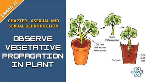 To Observe Vegetative Propagation In Plant See Class 10 Propagation