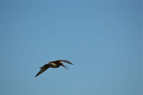 Free Images Nature Wing Sky Animal Fly Spring Flight Holland