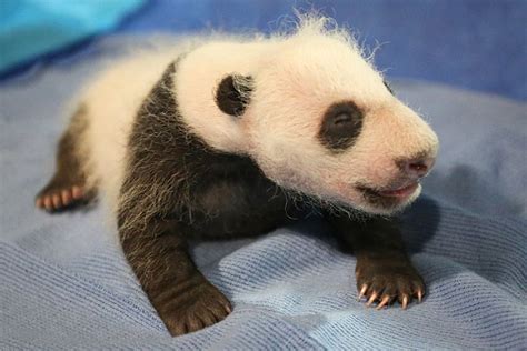 National Zoos Adorable Newborn Giant Panda Is Named Bei Bei Precious