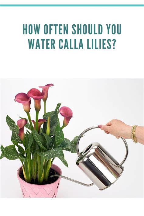 How To Grow And Care For Calla Lilies Artofit
