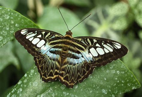 Butterfly Nature Insects Macro Zoom Close Up Wallpaper