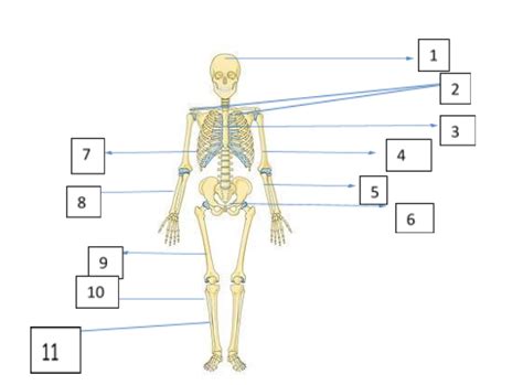 We did not find results for: Radius Bone Labelled Diagram - The Radius Proximal Distal ...