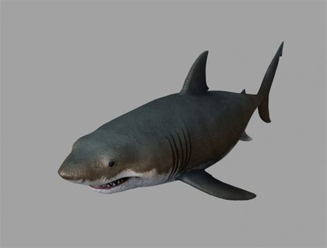 Jaws Shark 3d Model In Shark 3dexport