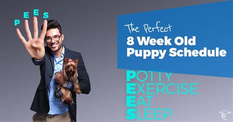 How Often Should An 8 Week Old Puppy Poop
