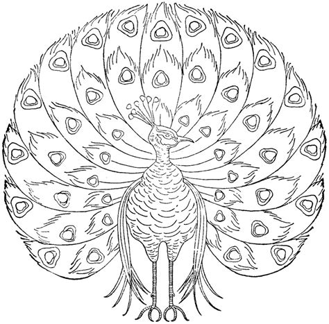 New intricate coloring pages will be added frequently so check back often! Free Printable Peacock Coloring Pages For Kids