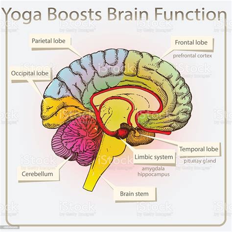 Maybe you would like to learn more about one of these? Yoga Boosts Brain Function Stock Illustration - Download ...