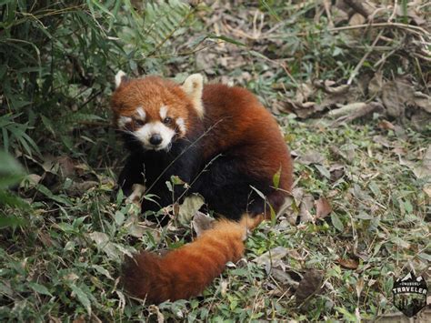 Chengdu Research Base Of Giant Panda Center Tour China