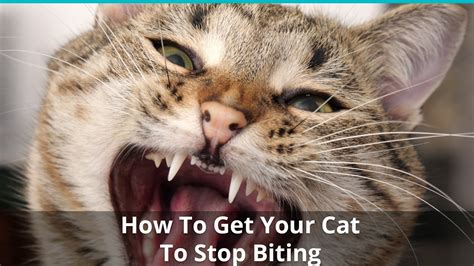 Cat Wont Stop Biting How To Get Your Kitty To Stop Biting You