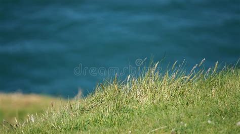 A Green Seaside Grass Growing In The Sand Beautiful Beach Flora In The