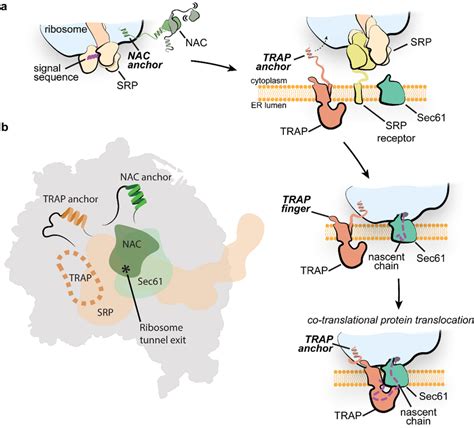 Model Of Trap Function In Protein Translocation Across The Er