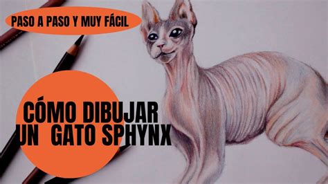 Cómo Dibujar Un Gato Sphynx Realista Paso A Paso Youtube