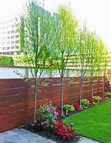 Pictures of Trees For Backyard Landscaping