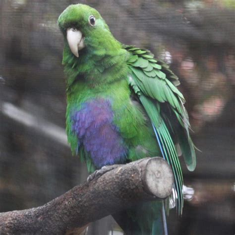 Purple Bellied Parrot Parrot Pet Birds Beautiful Birds