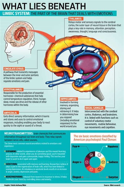 The Science Of Emotions Brain Anatomy And Function Brain Anatomy