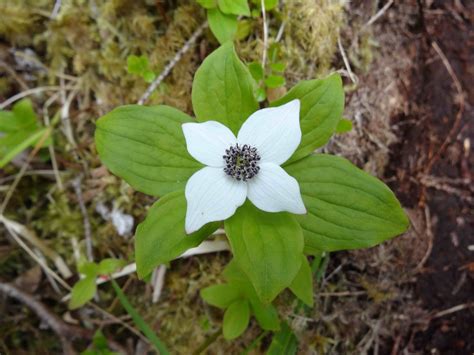 Bunchberry • Cornus spp. - Biodiversity of the Central Coast