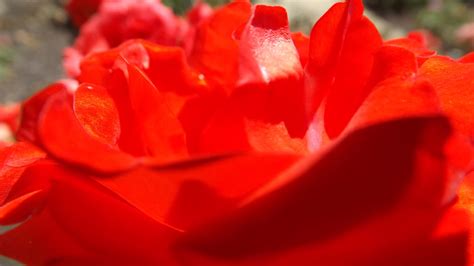 Red Rose Close Up Allison Brown Flickr