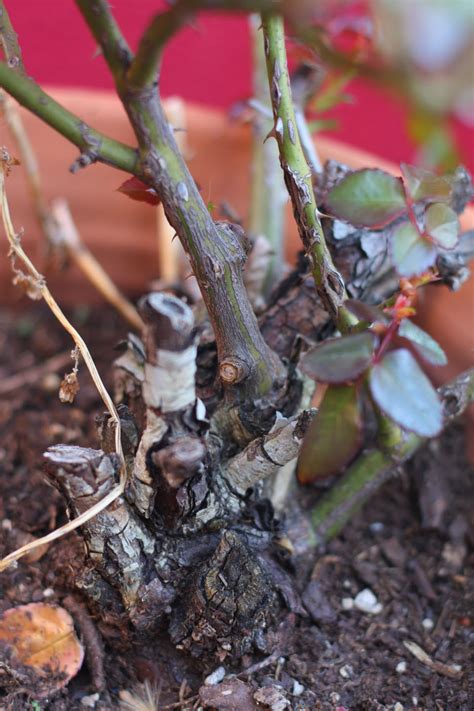 Learn how to plant roses in your garden, including what to do with a bare root rose and how to dig in a shrub rose that comes in a pot. 66 Square Feet (Plus): Bare root roses