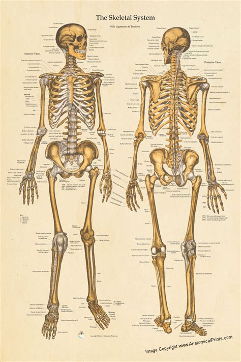 Anatomy posters and anatomy charts. Human Skeletal Anatomy Poster 24 X 36