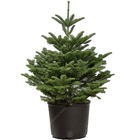 Dobbies nordmann fir pot grown real christmas tree. Noble Fir British Pot Grown Real Christmas Tree | Free UK ...