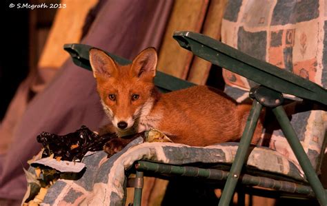 Red Fox Abundance And Population Wildlife Online