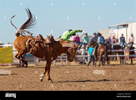Cowboy Riding A Bucking Bronco Horse In A Competition At A Country