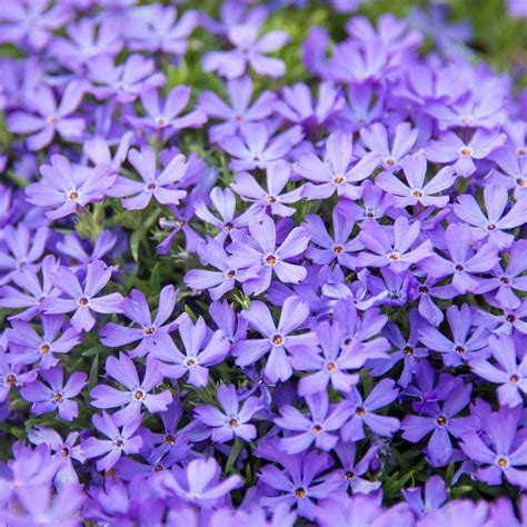 Ground Cover Plants With Purple Flowers Depottews