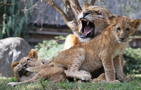 Buin Zoo Presenta A Crías De León Que Nacieron Tras Inédito