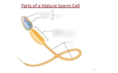 Parts Of A Mature Sperm Cell Diagram Quizlet