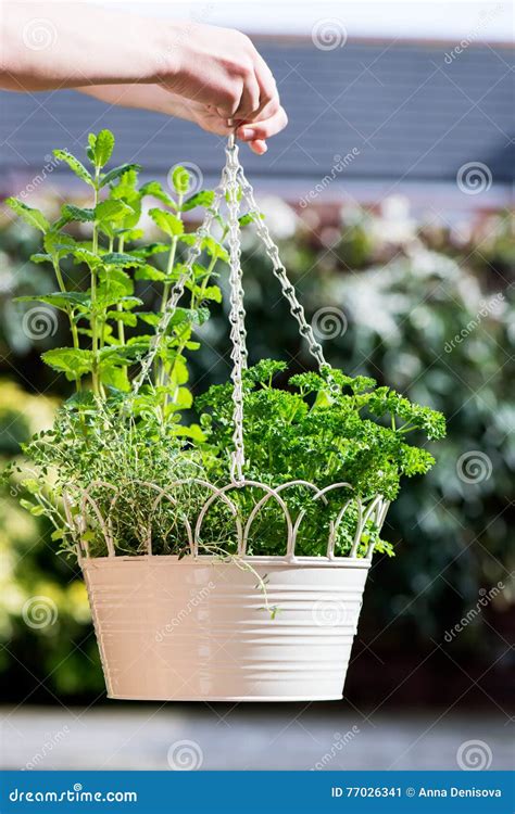 Fresh Herbs In Hanging Outdoor Basket Stock Image Image Of Growing
