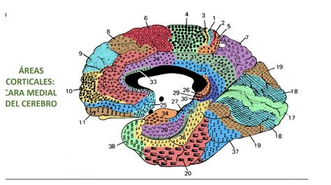 Áreas corticales Cara medial del cerebro Bosque uDocz