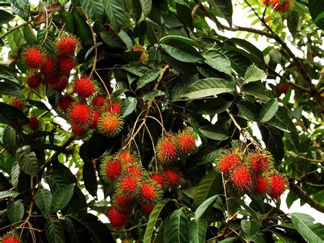 15 Weird And Wonderful Tropical Fruit Trees For Tropical Homesteads