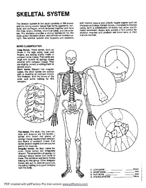 Anatomy Coloring Pages Muscles At Free