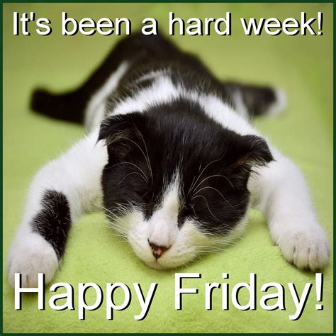 Happy Friday Work Meme Cat
